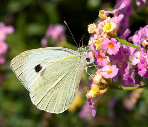 Pieris_brassicae_1